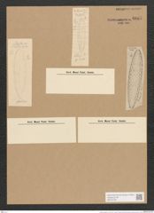 Surirella oblonga Ehr. (de-Toni-Nr.: Genus 53, Species 2258) Zeichnungen Sammlung Grunow Nr. 4687 (NHMW-BOT-W0372765)